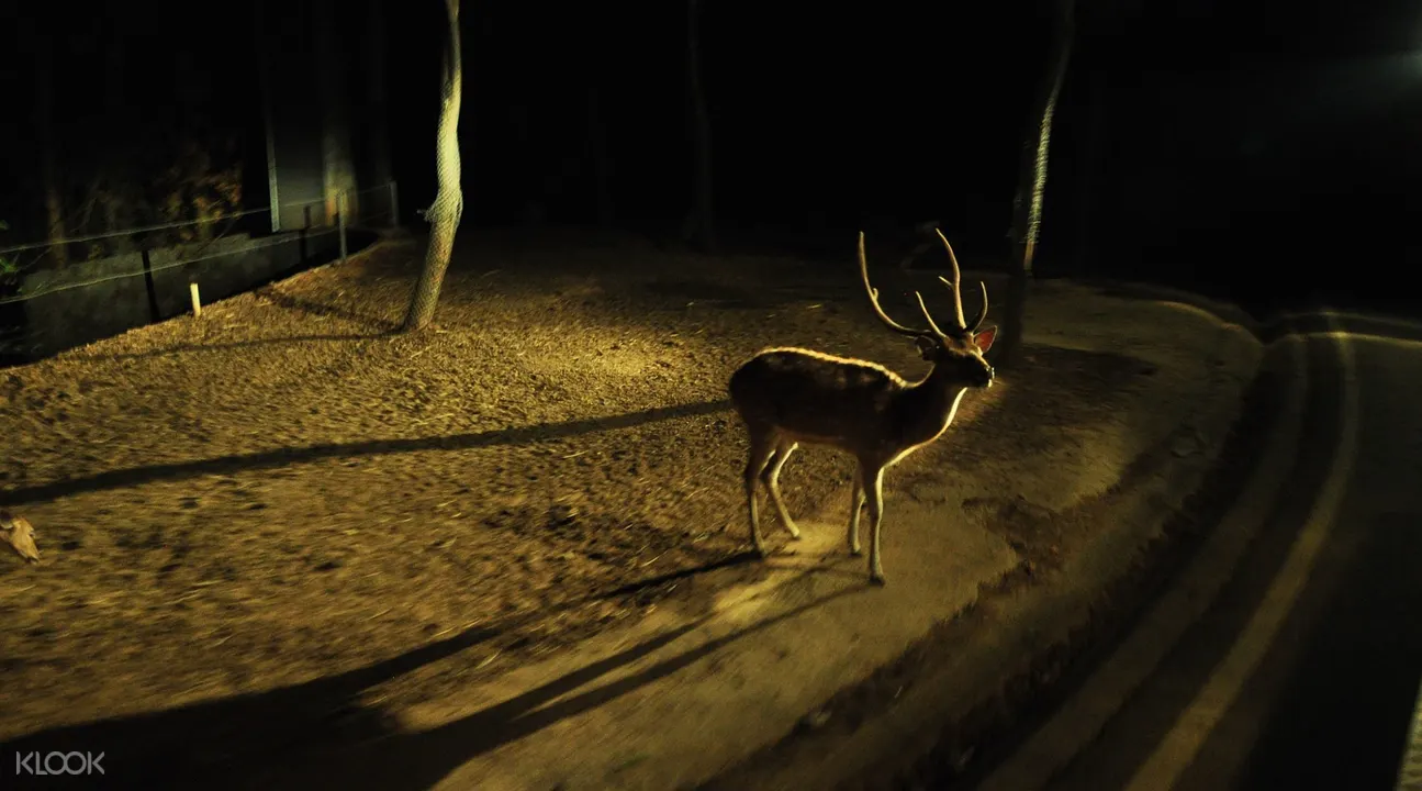 Sale チェンマイ ナイトサファリ入場チケット Klook クルック